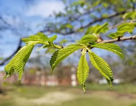 Slippery Elm tree